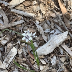 Wurmbea dioica subsp. dioica at Weston, ACT - 5 Oct 2020