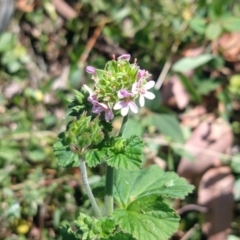 Pelargonium australe (Austral Stork's-bill) at Surf Beach, NSW - 2 Oct 2020 by LyndalT