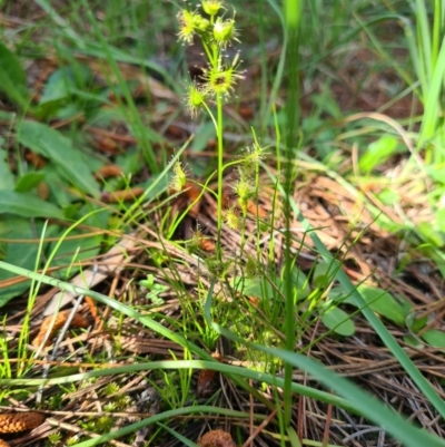 Drosera sp. (A Sundew) at Macarthur, ACT - 4 Oct 2020 by emgee