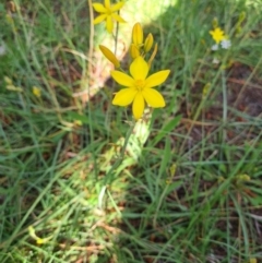 Bulbine bulbosa (Golden Lily) at Fadden, ACT - 4 Oct 2020 by emgee