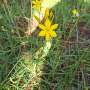 Bulbine bulbosa at Fadden, ACT - 4 Oct 2020