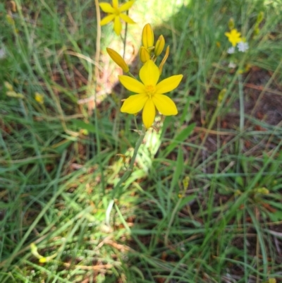 Bulbine bulbosa (Golden Lily) at Fadden, ACT - 4 Oct 2020 by emgee