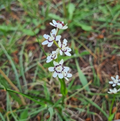 Wurmbea dioica subsp. dioica (Early Nancy) at Fadden, ACT - 4 Oct 2020 by emgee