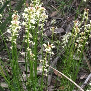 Stackhousia monogyna at Aranda, ACT - 5 Oct 2020