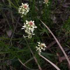 Stackhousia monogyna at Aranda, ACT - 5 Oct 2020