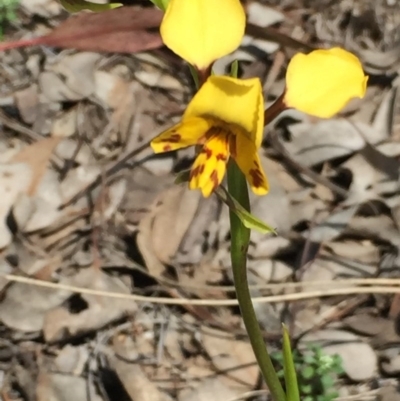 Diuris nigromontana (Black Mountain Leopard Orchid) at Aranda, ACT - 5 Oct 2020 by Jubeyjubes