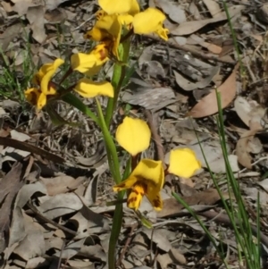 Diuris nigromontana at Aranda, ACT - 5 Oct 2020