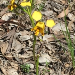 Diuris nigromontana at Aranda, ACT - 5 Oct 2020