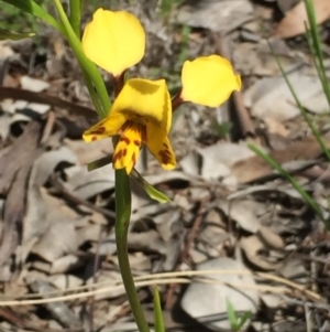 Diuris nigromontana at Aranda, ACT - 5 Oct 2020