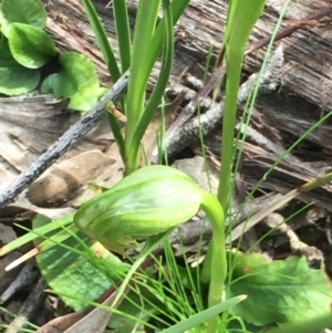 Pterostylis nutans at Holt, ACT - suppressed