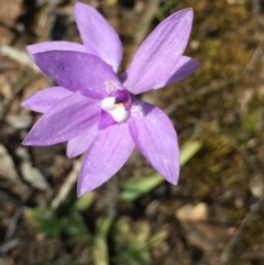 Glossodia major (Wax Lip Orchid) at Aranda, ACT - 5 Oct 2020 by Jubeyjubes