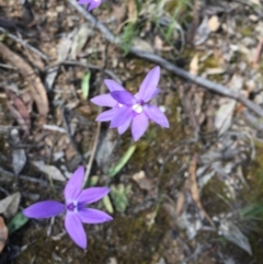 Glossodia major at Aranda, ACT - suppressed