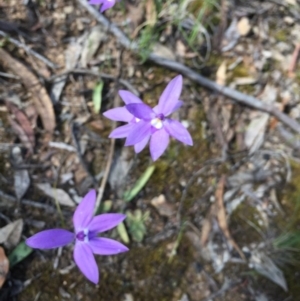 Glossodia major at Aranda, ACT - 5 Oct 2020