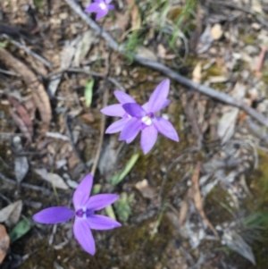 Glossodia major at Aranda, ACT - suppressed