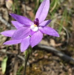 Glossodia major at Aranda, ACT - 5 Oct 2020