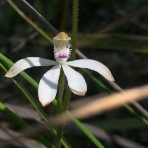 Caladenia ustulata at Holt, ACT - 5 Oct 2020