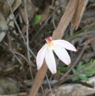 Caladenia fuscata (Dusky Fingers) at Cook, ACT - 5 Oct 2020 by Jubeyjubes