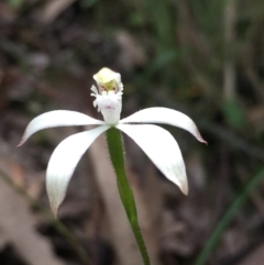 Caladenia ustulata (Brown Caps) at Aranda, ACT - 5 Oct 2020 by Jubeyjubes