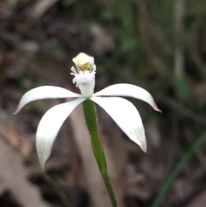 Caladenia ustulata at Aranda, ACT - 5 Oct 2020