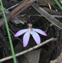 Caladenia fuscata (Dusky Fingers) at Cook, ACT - 5 Oct 2020 by Jubeyjubes