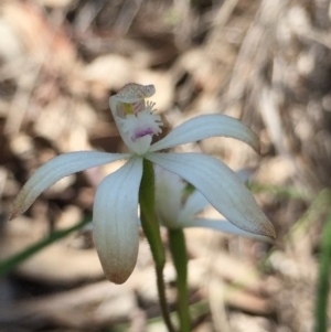 Caladenia ustulata at Holt, ACT - 5 Oct 2020