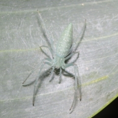 Oxyopes sp. (genus) (Lynx spider) at Acton, ACT - 4 Oct 2020 by Tim L