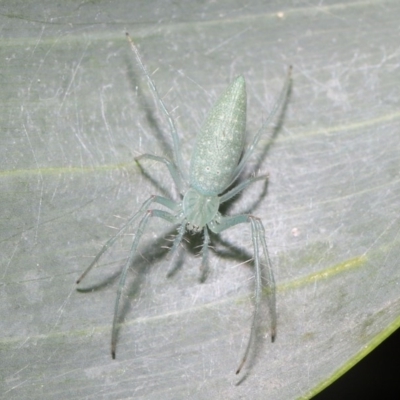 Oxyopes (genus) (Lynx spider) at Acton, ACT - 4 Oct 2020 by TimL