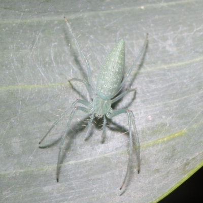 Oxyopes sp. (genus) (Lynx spider) at Acton, ACT - 4 Oct 2020 by Tim L