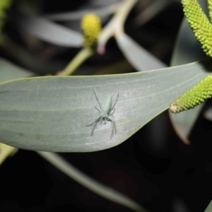 Oxyopes sp. (genus) at Acton, ACT - suppressed