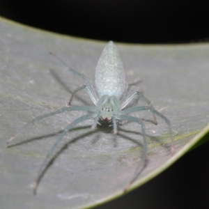 Oxyopes sp. (genus) at Acton, ACT - suppressed