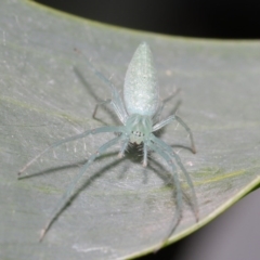 Oxyopes sp. (genus) at Acton, ACT - suppressed