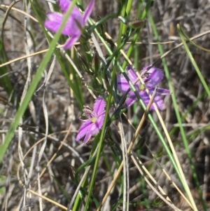 Thysanotus patersonii at Holt, ACT - 5 Oct 2020