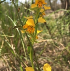 Diuris nigromontana (Black Mountain Leopard Orchid) at Holt, ACT - 5 Oct 2020 by Jubeyjubes