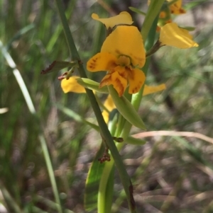 Diuris nigromontana at Holt, ACT - 5 Oct 2020