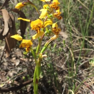 Diuris nigromontana at Cook, ACT - 5 Oct 2020