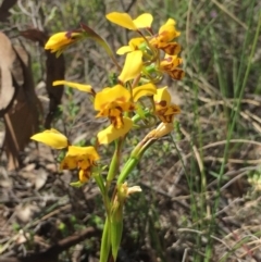 Diuris nigromontana at Cook, ACT - 5 Oct 2020