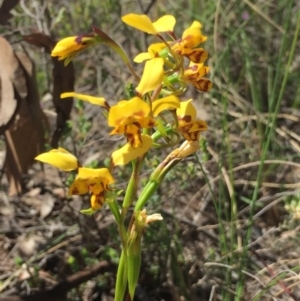 Diuris nigromontana at Cook, ACT - 5 Oct 2020