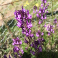 Linaria pelisseriana at Holt, ACT - 5 Oct 2020