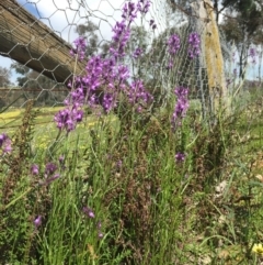 Linaria pelisseriana at Holt, ACT - 5 Oct 2020