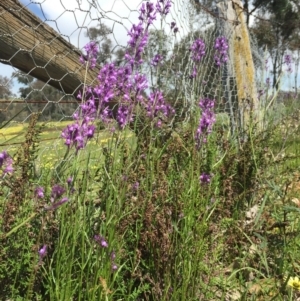 Linaria pelisseriana at Holt, ACT - 5 Oct 2020