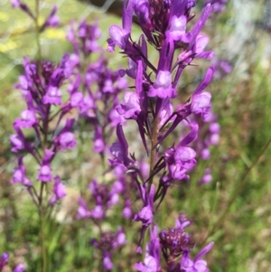 Linaria pelisseriana at Holt, ACT - 5 Oct 2020