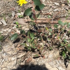 Microseris walteri (Yam Daisy, Murnong) at Holt, ACT - 5 Oct 2020 by Jubeyjubes