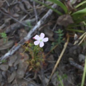 Drosera auriculata at Cook, ACT - 5 Oct 2020 11:59 AM