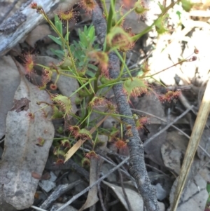 Drosera auriculata at Cook, ACT - 5 Oct 2020 11:59 AM