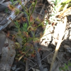 Drosera auriculata at Cook, ACT - 5 Oct 2020