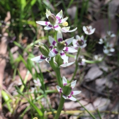 Wurmbea dioica subsp. dioica (Early Nancy) at Aranda, ACT - 5 Oct 2020 by Jubeyjubes