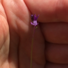 Linaria pelisseriana (Pelisser's Toadflax) at Holt, ACT - 5 Oct 2020 by Jubeyjubes