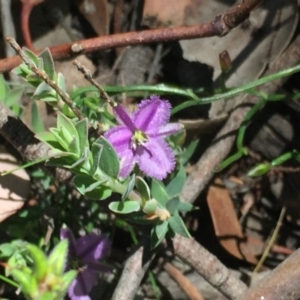 Thysanotus patersonii at Cook, ACT - 5 Oct 2020