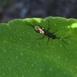 Ichneumonidae (family) at Aranda, ACT - 3 Oct 2020