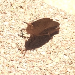 Goniaea sp. (genus) at Aranda, ACT - 28 Sep 2020